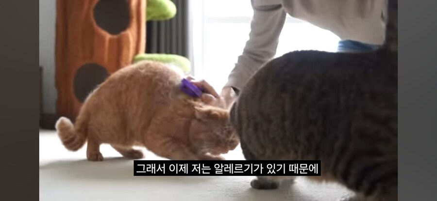 고양이 열마리 키우는 유튜버의 비밀_3.jpg