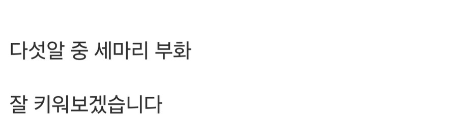 병아리 부화 성공했네요.jpg_4.jpg
