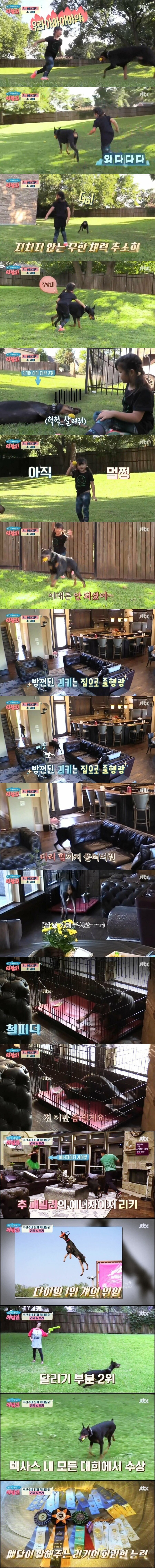 이슈) 개를 체력으로 이길 수 있는건 작은 인간 뿐.jpg_1.jpg