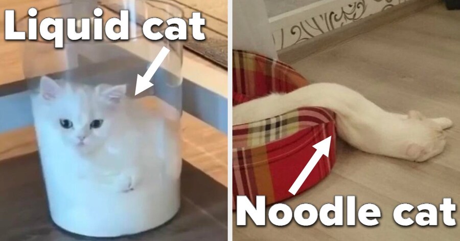 고양이 액체설_1.jpg