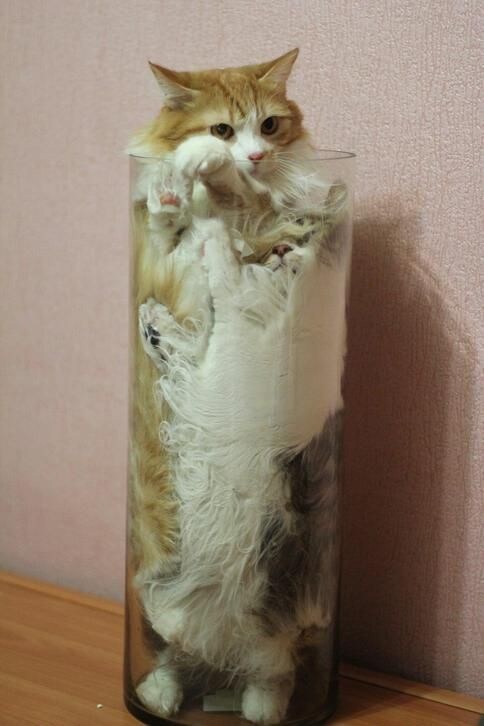 고양이 액체설_3.jpg
