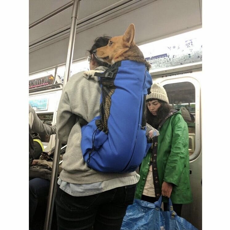 뉴욕 지하철에 개를 데리고 타기 위한 시민들의 노력_4.png