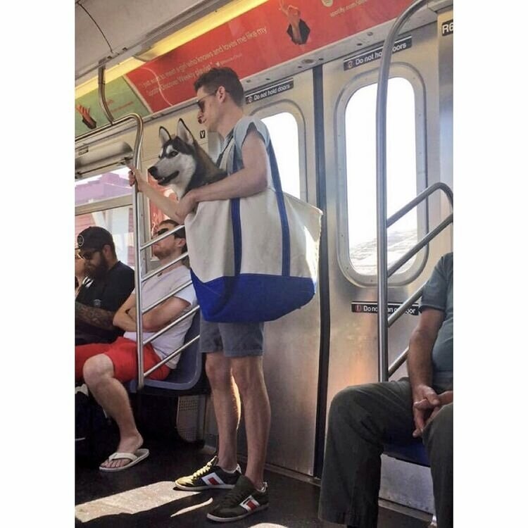 뉴욕 지하철에 개를 데리고 타기 위한 시민들의 노력_10.png