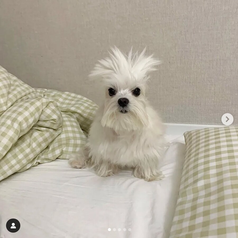 개추도사.jpg_1.jpg