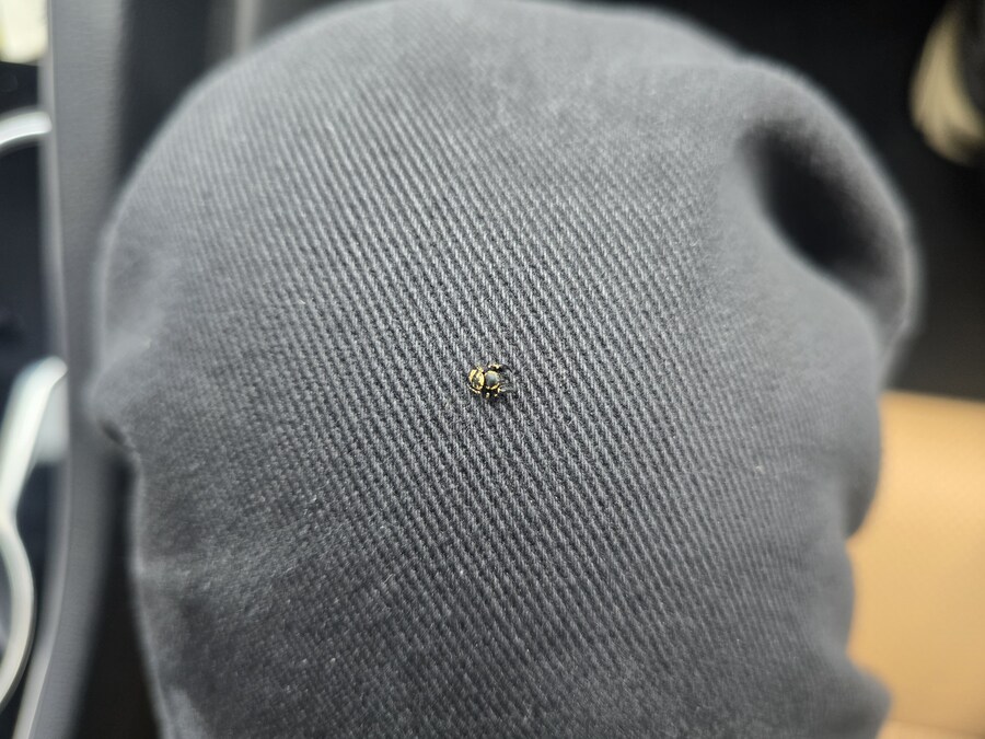 혐)색이 신기한 거미_1.jpg