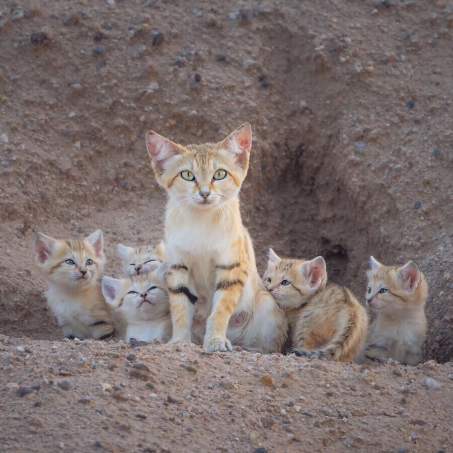 우리가 잘 모르는 사막고양이_1.jpg