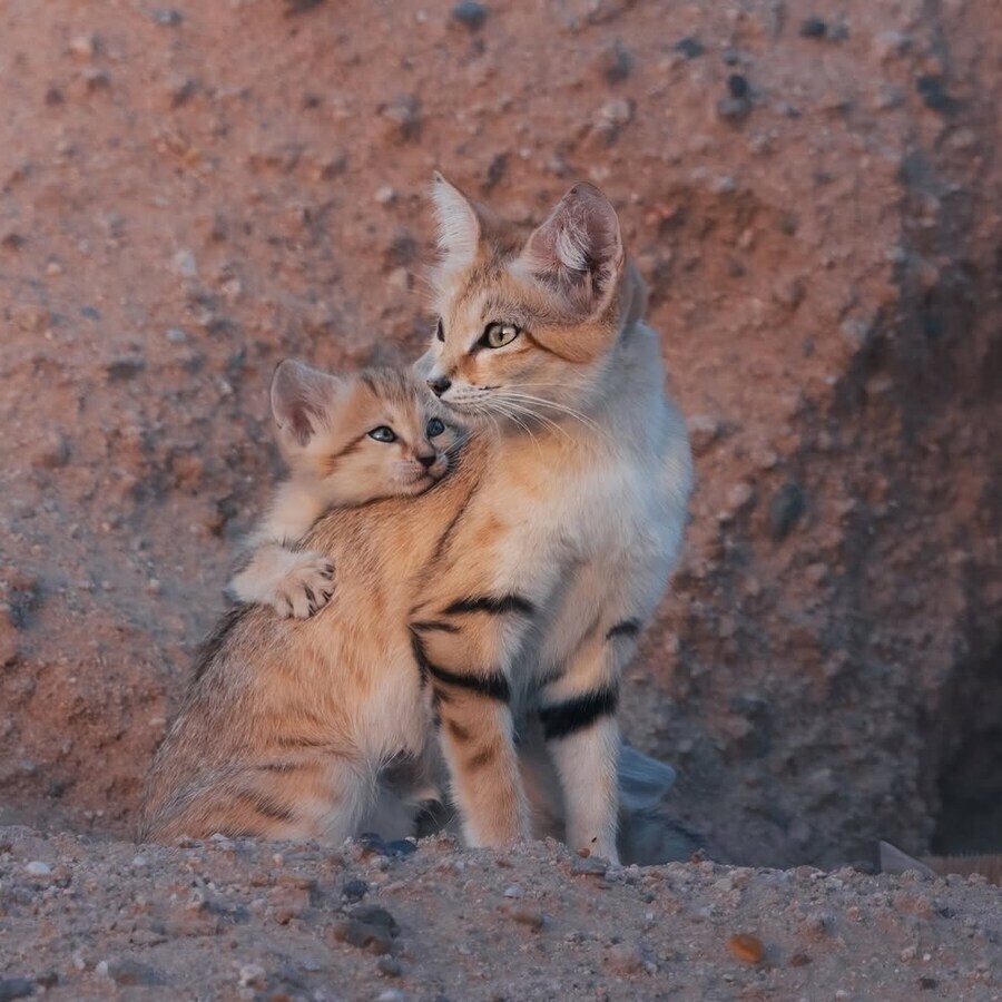 우리가 잘 모르는 사막고양이_2.jpg