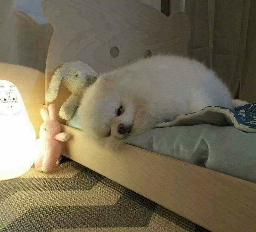 강아지 침대를 사준결과_1.jpg