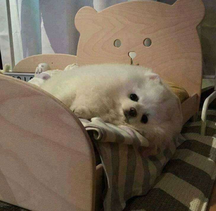 강아지 침대를 사준결과_2.jpg