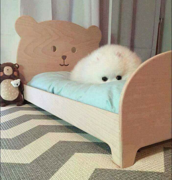 강아지 침대를 사준결과_3.jpg