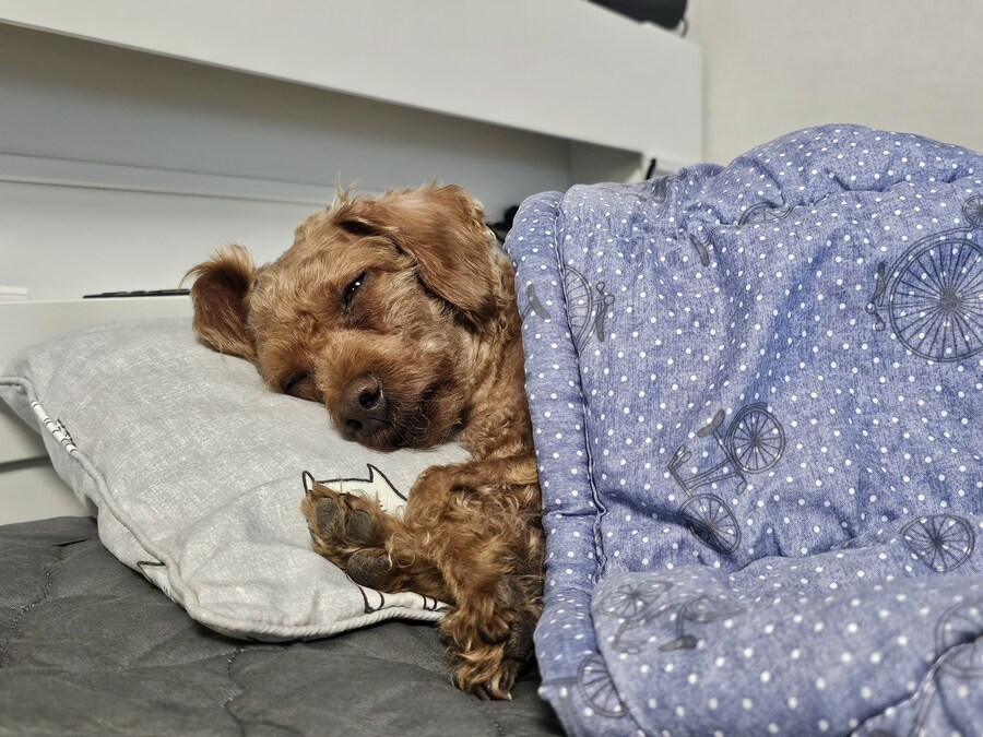 댕댕이와 고양이 사진입니다._3.jpg