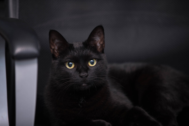 우리집 검은 똥괭이 7_2.jpg