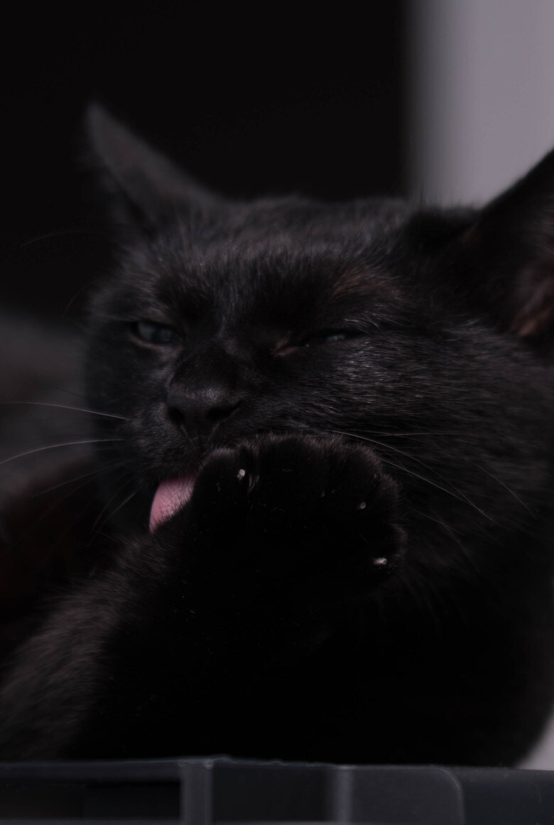우리집 검은 똥괭이 7_3.jpg