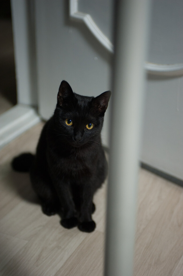 우리집 검은 똥괭이 7_6.jpg