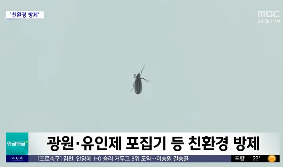 러브버그가 '익충'이라서 냅두는게 아님_2.jpg