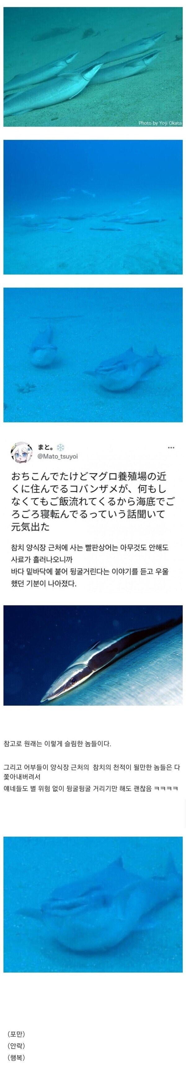 양식장 근처 상어가 살찌는 이유.jpg_1.jpg