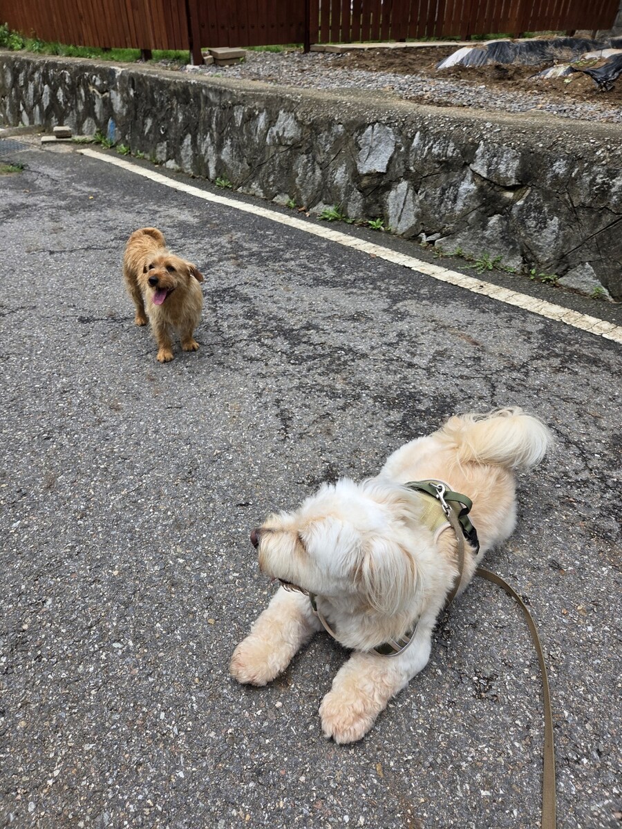 시골집 댕댕이 산책끝나면 벌어지는 일.mp4_5.jpg
