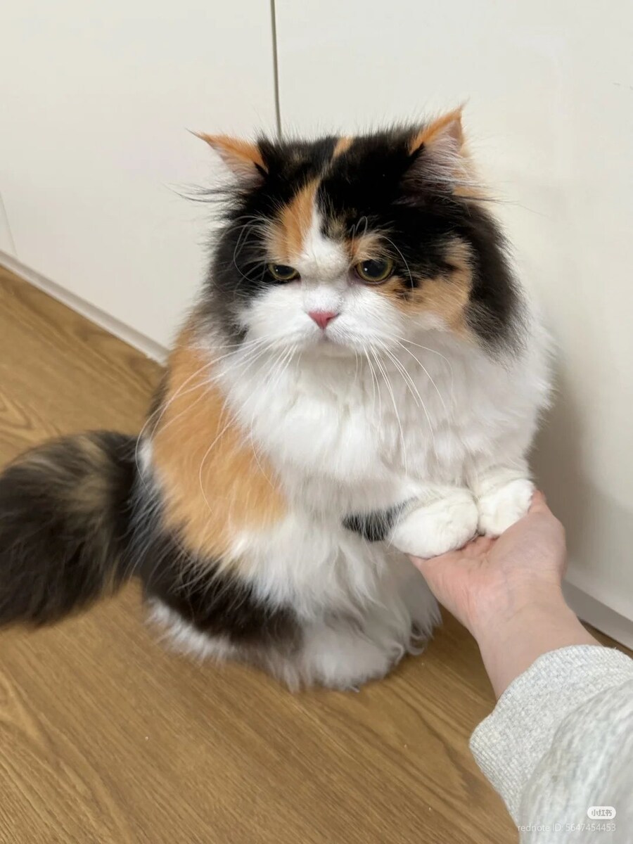 기분은 별로지만, 앞발은 공손하게 🐈_1.jpg