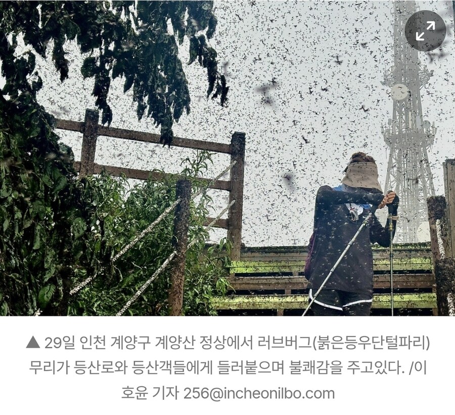 혐주의)러브버그 사진보니 심각하기는 하구만(인천 계양산)_1.jpg