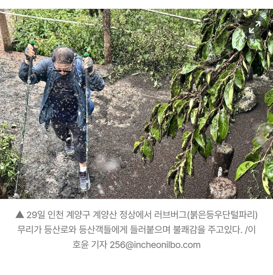 혐주의)러브버그 사진보니 심각하기는 하구만(인천 계양산)_2.jpg