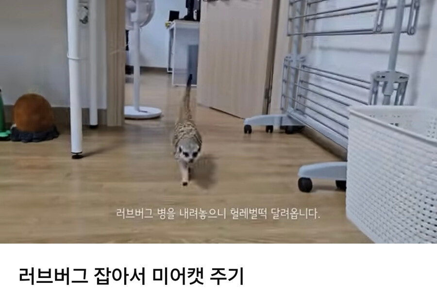 러브버그는 껍질이 두껍고 단단하지 않아서 먹기 좋다는듯?_1.jpg