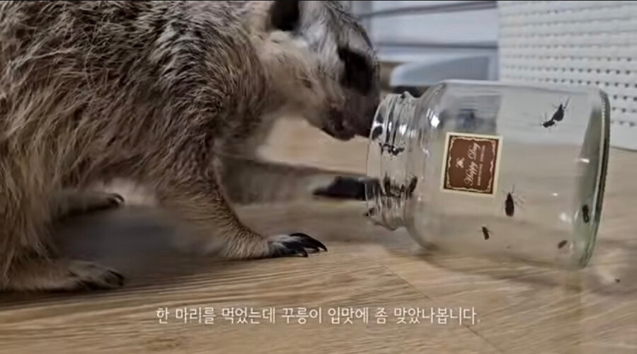 러브버그는 껍질이 두껍고 단단하지 않아서 먹기 좋다는듯?_4.jpg