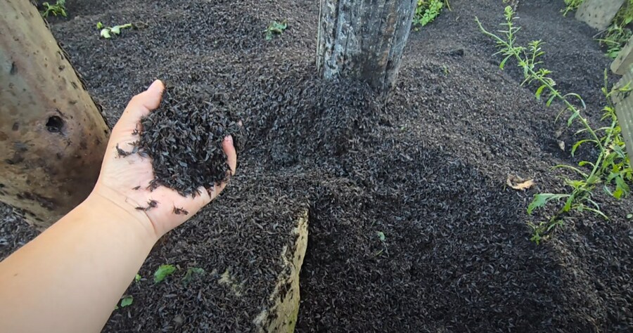 혐) 인천 계양산 러브버그 근황_1.png