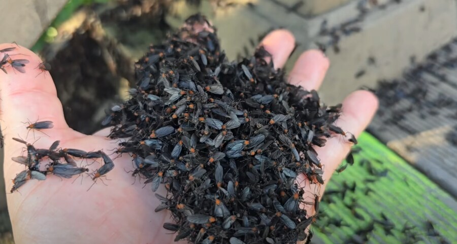 혐) 인천 계양산 러브버그 근황_2.png