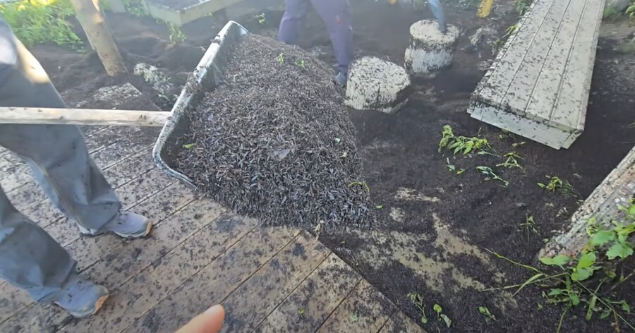 혐) 인천 계양산 러브버그 근황_3.png