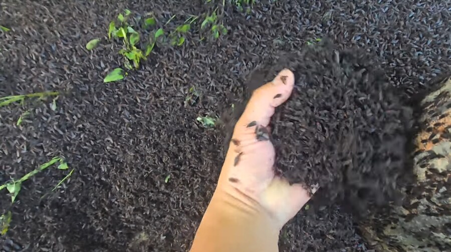 혐) 인천 계양산 러브버그 근황_5.png