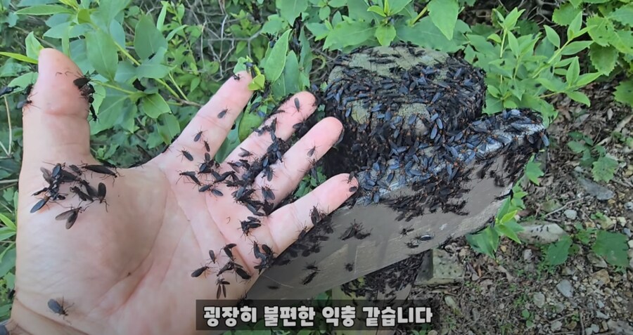 혐) 인천 계양산 러브버그 근황_6.png