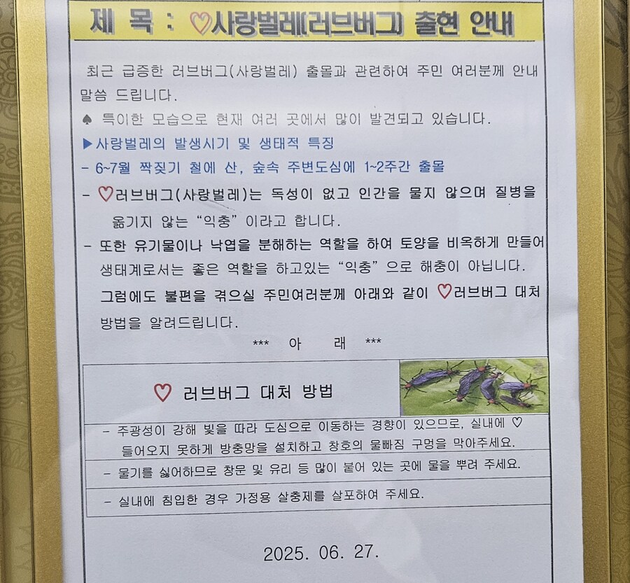 우리집 아파트 공지에도 러브버그 떴다_1.jpg