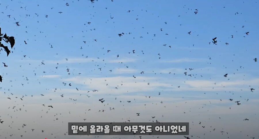 약혐) 인천 계양산의 러브버그 근황_2.png