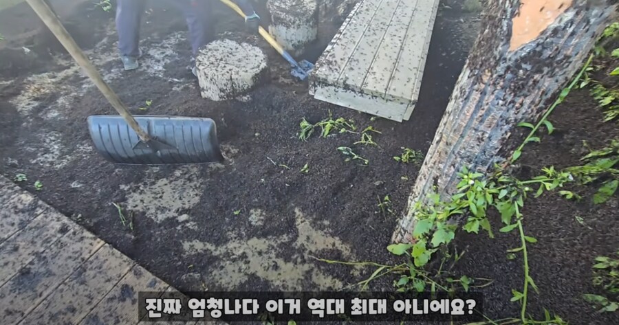 약혐) 인천 계양산의 러브버그 근황_3.png