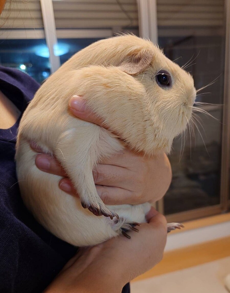 너무 잘먹여 키운 기니피그_12.jpg