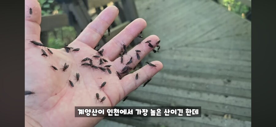 (혐주의) 러브 버그의 번식력.JPG_3.png
