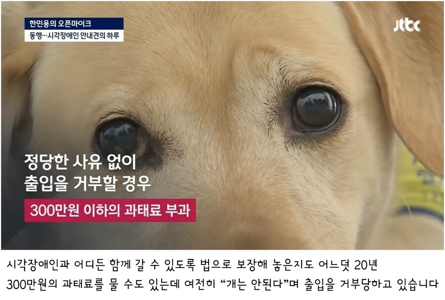 식당이나 공공장소에서 안내견을 거부하면_1.png