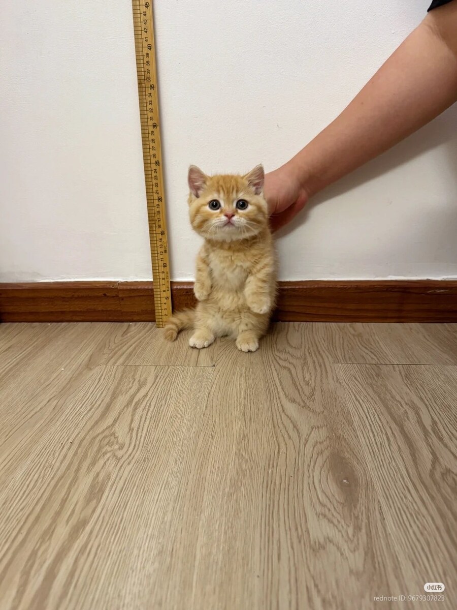 용의자 체포 후 신장 측정🐈_1.jpg