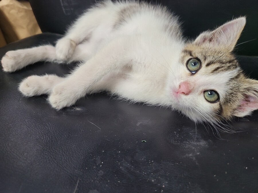댓글로 고양이 자랑할라다가 법률위반일것같아서..._20.jpg