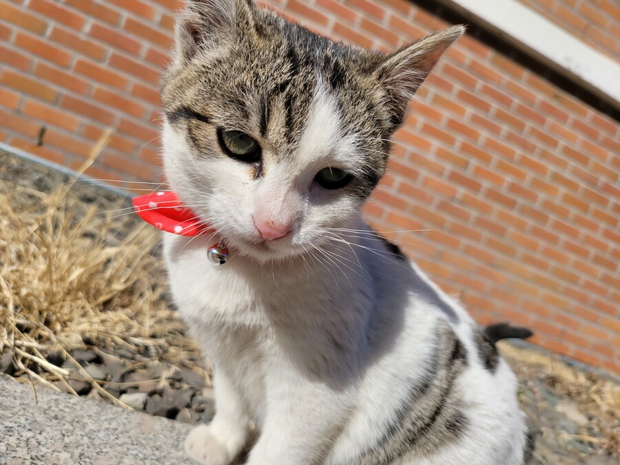 댓글로 고양이 자랑할라다가 법률위반일것같아서..._6.jpg