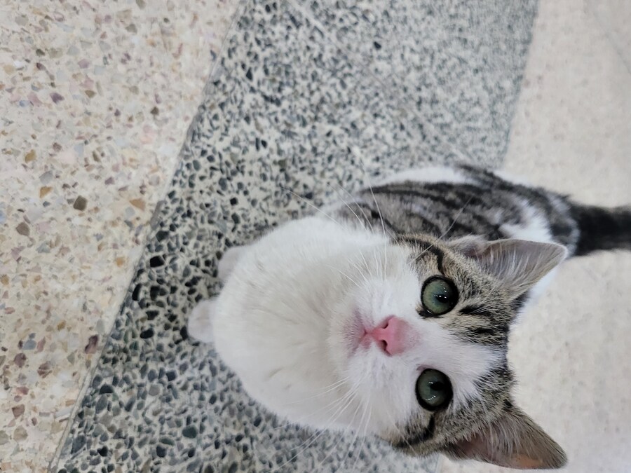 댓글로 고양이 자랑할라다가 법률위반일것같아서..._11.jpg