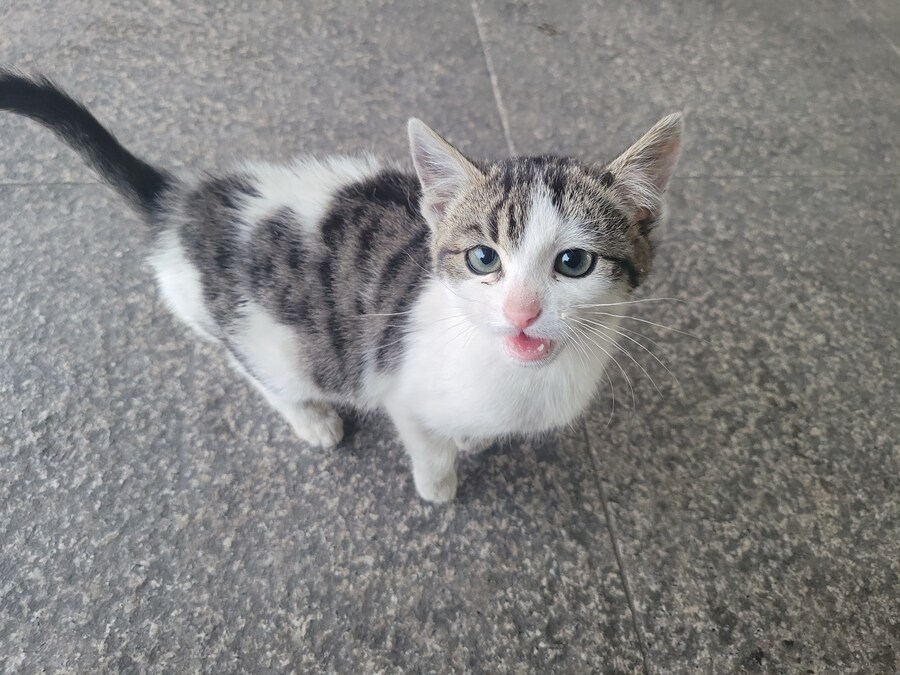 댓글로 고양이 자랑할라다가 법률위반일것같아서..._12.jpg