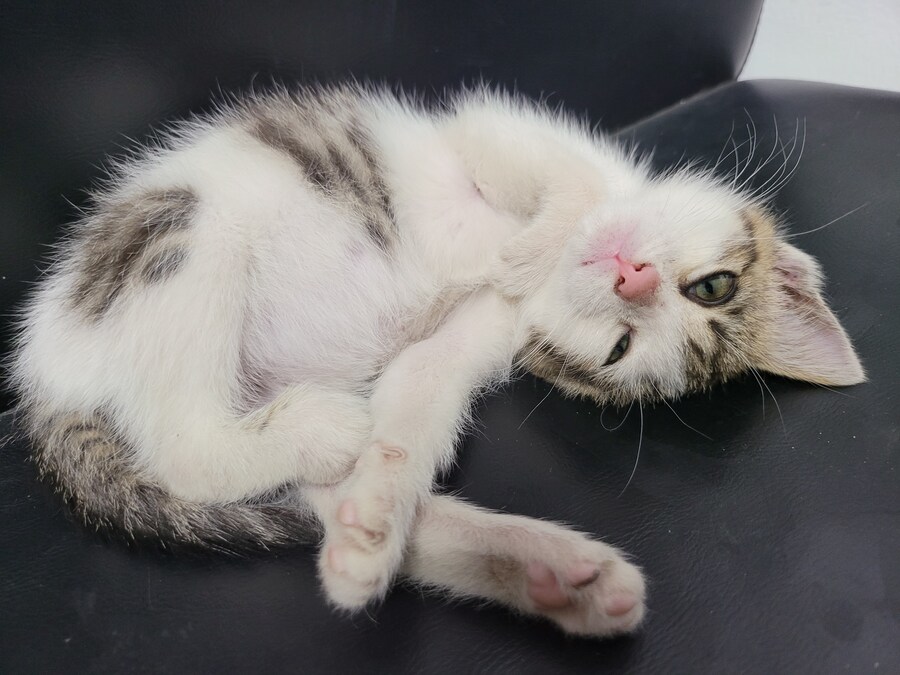 댓글로 고양이 자랑할라다가 법률위반일것같아서..._17.jpg