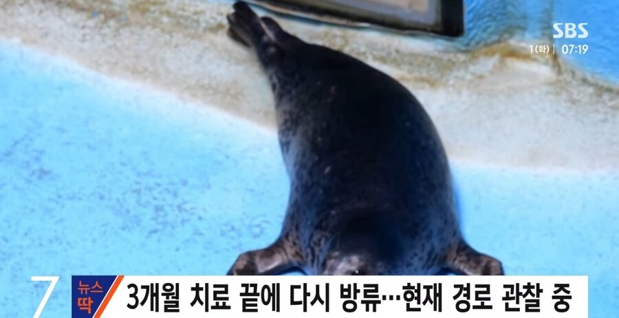 러시아에서 강원도까지 떠내려온 새끼 물범_2.jpg