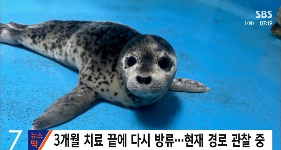 러시아에서 강원도까지 떠내려온 새끼 물범_3.jpg