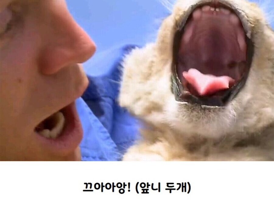 앞니 두개 난 아기사자.jpg_3.jpg