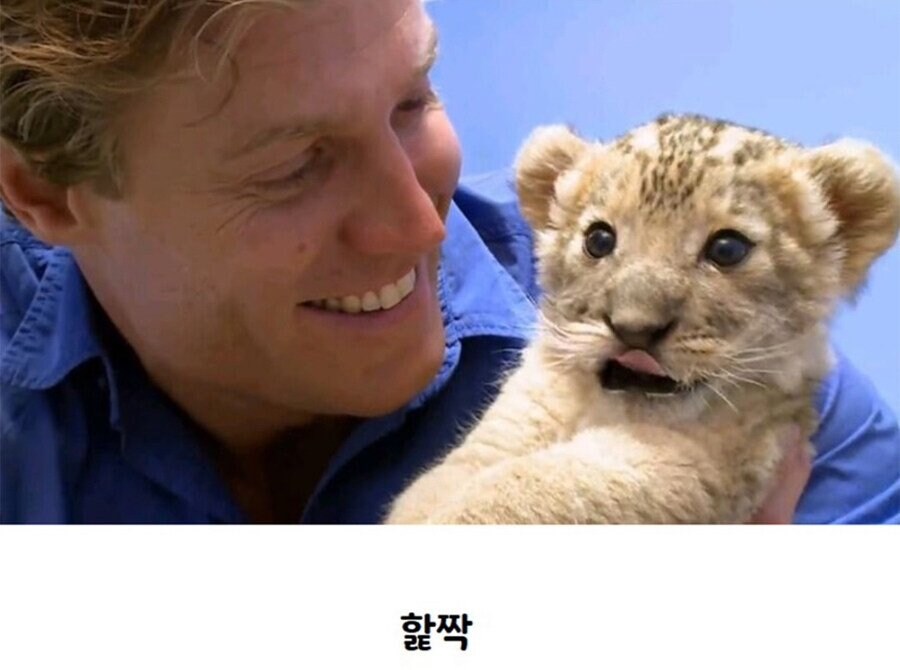 앞니 두개 난 아기사자.jpg_4.jpg