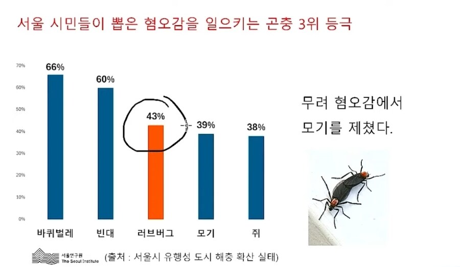 러브버그 서울 시민 순위 무려 3위_1.jpg