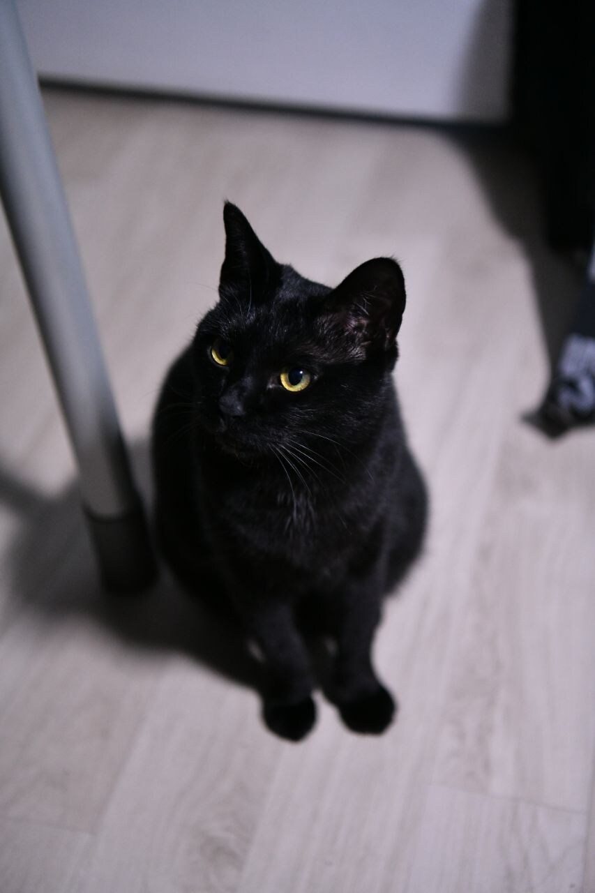 우리집 검은 똥괭이 8_2.jpg