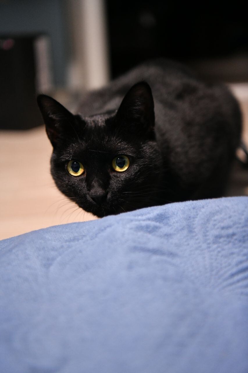 우리집 검은 똥괭이 8_3.jpg